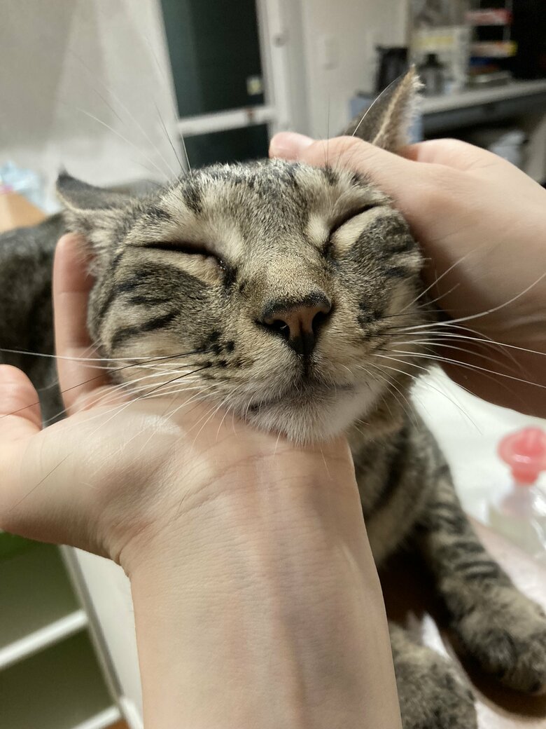 提供：かぎしっぽすず&つむぎさん