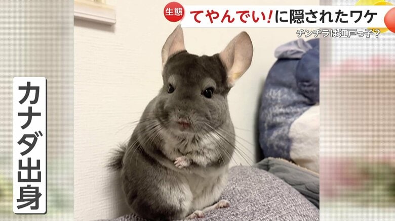 カナダ生まれでも“江戸っ子”ないくらちゃん（提供：@kaori_uniikura）