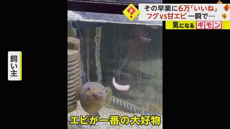 エビが一番の大好物だというミドリフグのボンちゃん