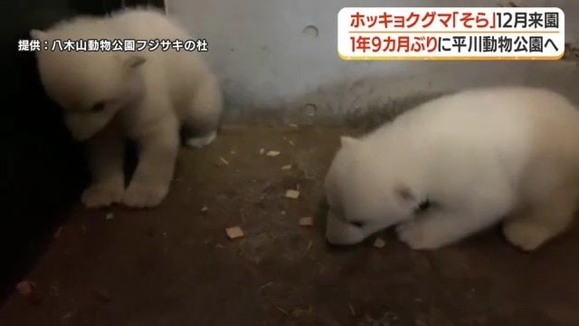 2024年12月に生まれたメスのホッキョクグマ「そら」（写真左）