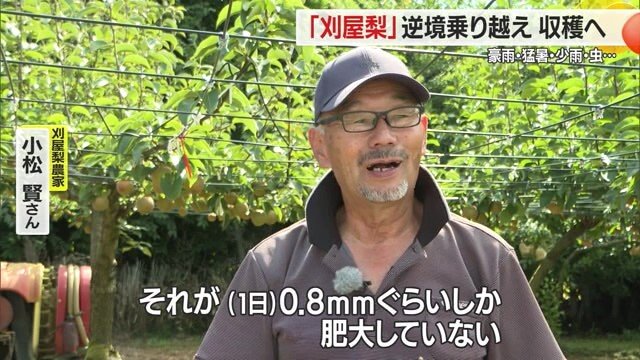1カ月以上雨が降らなかったため、果実の生育が伸び悩んでいると語る小松さん