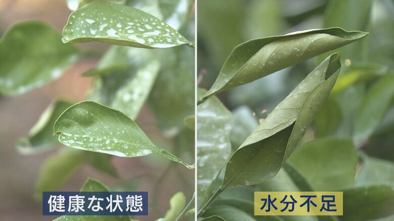 葉が丸まってしまう