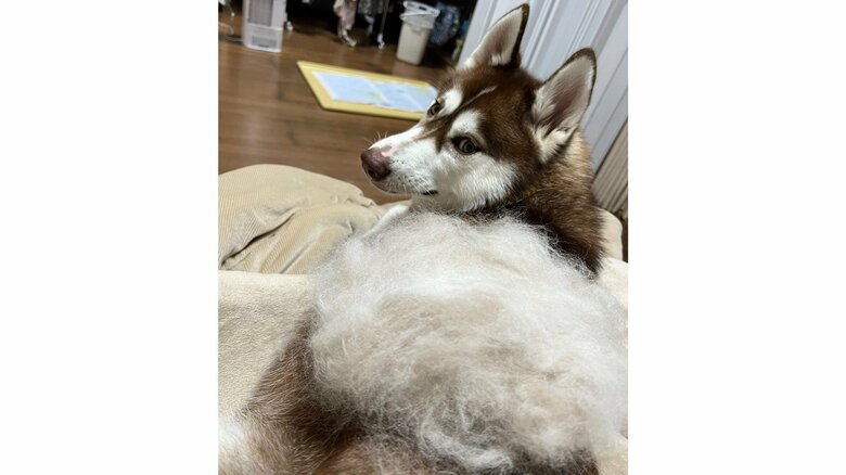 換毛期の毛がすごい