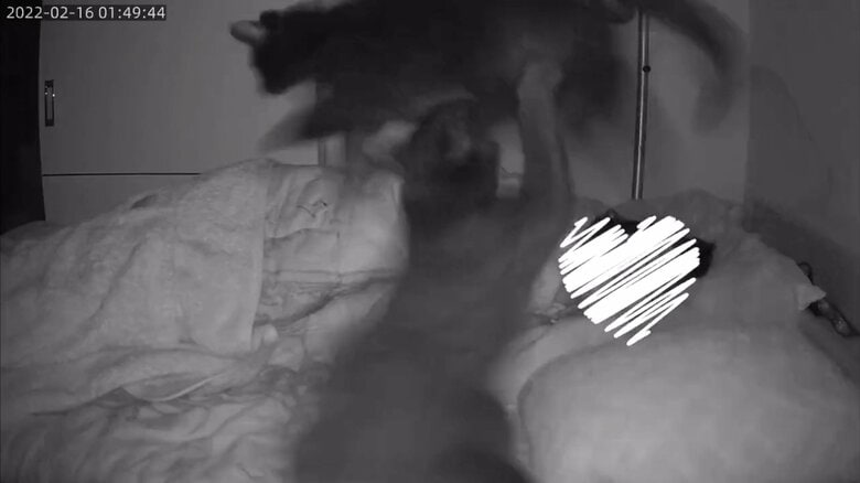 午前1時50分すぎ。2匹の運動会が始まる