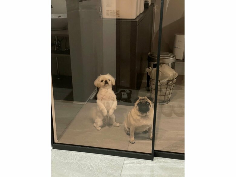 妹分の小結ちゃん（左）と横綱ちゃん（提供：よこむすびさん）