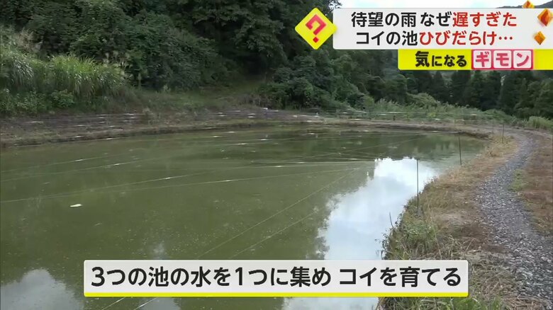 3つの池の1つに水を集め、コイを育てている
