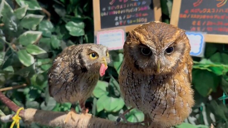 肉を持ってクルミちゃん（右）へ近づくナツくん