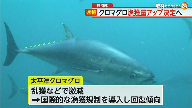 クロマグロは過去の乱獲で激減し、国際的な漁獲規制が導入されていた