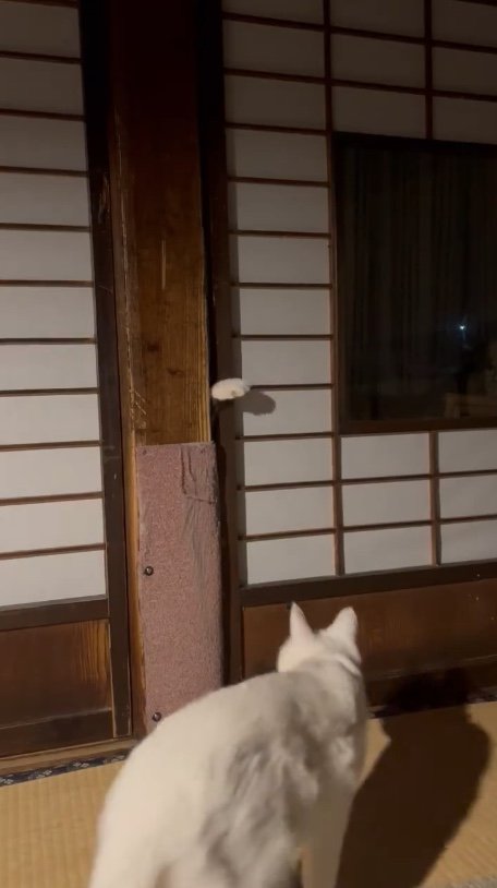 提供：いのうえもんぺさん