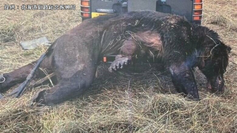 駆除後の写真。体長は2m10cm、前足の幅が20cm、推定体重は330kg。痩せていて手足に皮膚病を患っていたという