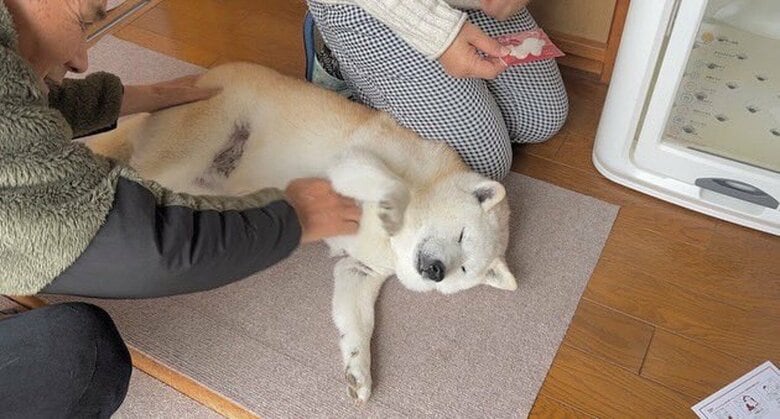 おじさんに撫でられて気持ちよさそう（提供：しばわんこ生活さん）