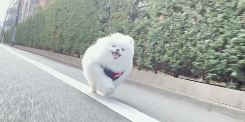 いつも散歩中は笑顔