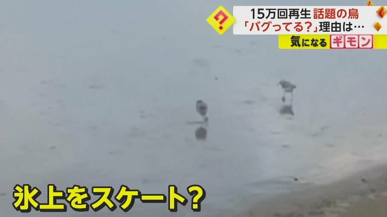 氷の上をスケートしているかのように駆け回る鳥