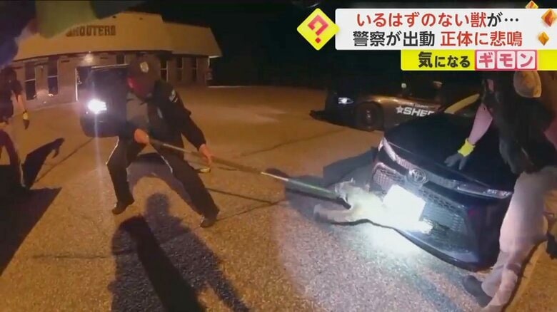 いるはずのない“獣”が警察官によって引っ張り出される様子③