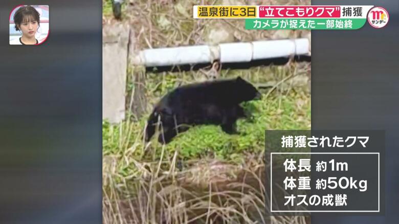 捕獲された後、山に帰されたクマ