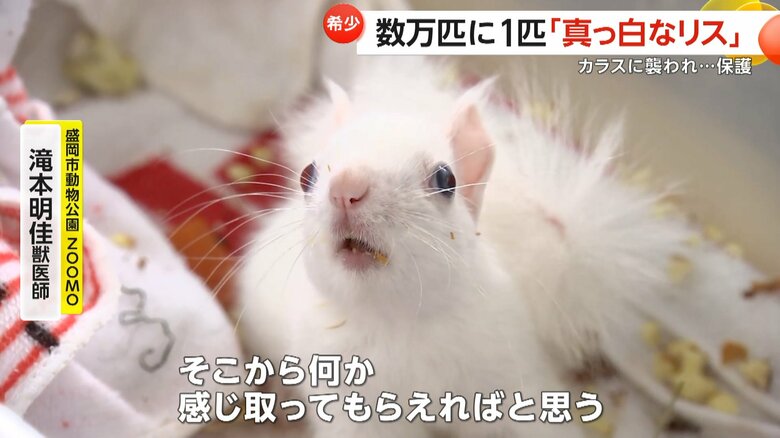 獣医師によると数万匹に1匹ではないかというほど珍しい存在の白いリス
