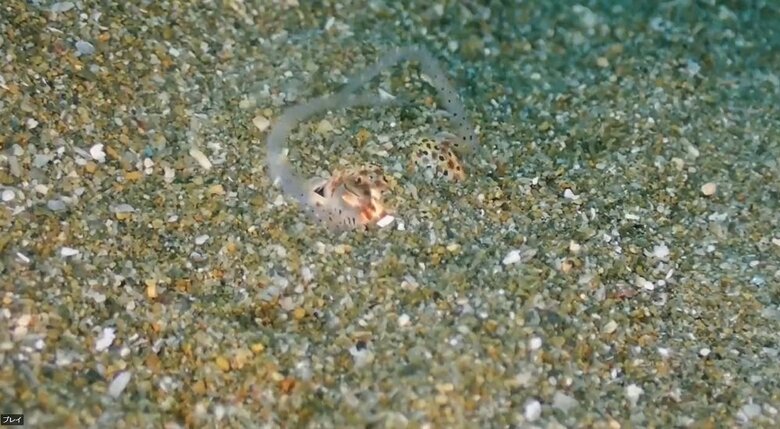 腕で頭の部分に必死で砂をかけるミミイカ（画像提供：村井智臣さん）