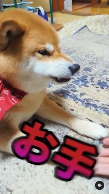 提供：柴犬スティーブch【コーギーと猫を添えて】さん