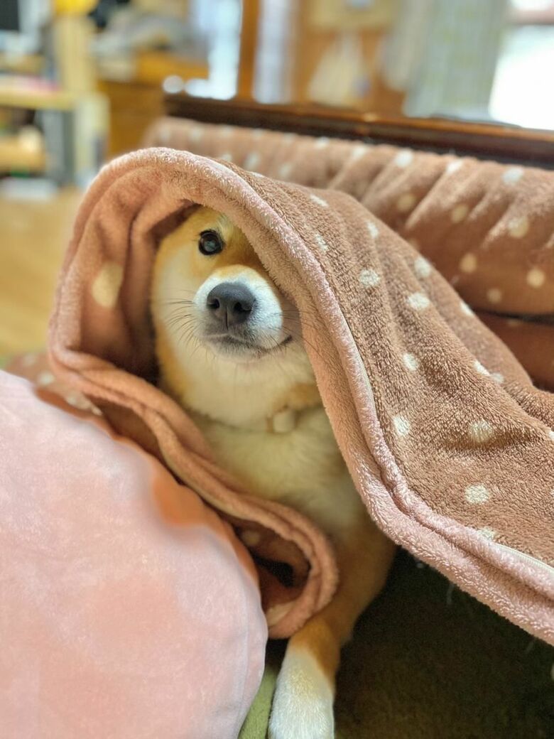 提供：shiba_mugi_さん