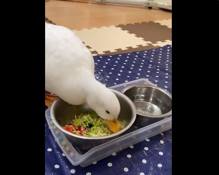 ごはんを食べたら…