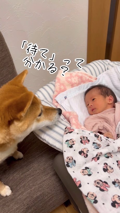 提供：柴犬 むぎさん