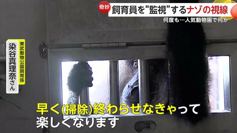 「早く掃除終わらせなきゃって、楽しくなります」と話し、状況を楽しんでいるという飼育員