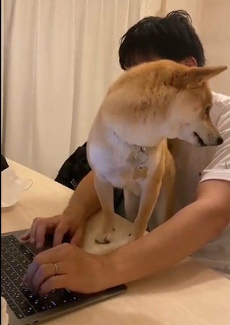 遊んでほしいのでPCの前に立つ、まめ助くん