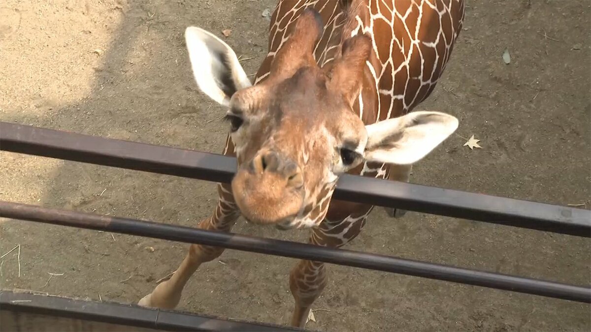 キリンの目線でエサを コロナ禍の動物園に専用エサやり台 子どもたちにとって大きな魅力に 岡山発 Fnnプライムオンライン