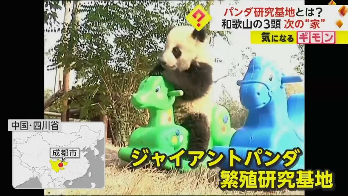 パンダ研究基地】3頭が中国へ旅立つ… 世界最大・パンダ飼育施設