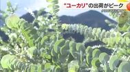 クリスマス商戦へユーカリ出荷ピーク　全国有数の生産地の松山市と東温市　リースづくりに高い需要【愛媛】