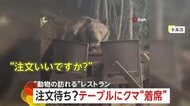 レストランのテラス席にクマが着席！？「酔っぱらってる？」目が据わり食べ残しを“つまみぐい”　トルコの国立公園