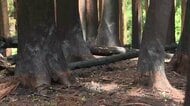 大槌町山林火災発生から3ヵ月　森林再生エリアを4つに区分　岩手県