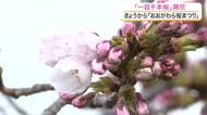 一目千本桜が去年より４日早く開花　１週間ほどで見頃へ　おおがわら桜まつりも始まる〈宮城〉