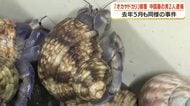 「オカヤドカリ」捕獲　中国籍の男2人逮捕　2025年5月も同様の事件