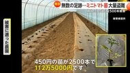 【独自】「窃盗団にやられた！！」植えたばかりの“ミニトマト苗”2500本盗まれる　被害額112万円超…プロの犯行か　茨城・下妻市