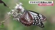 「旅するチョウ」が宝達山に…猛暑の影響か例年より２週間遅れ