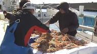 解禁！越前がに漁　初日の出漁は3年ぶり　漁港に活気　福井