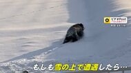 “災害級”クマ被害スキー場に異変も「安心して滑れる」もしものためサイレンや爆竹準備　雪上でも「普通に突進」専門家が警鐘「建物や車の中に避難を」