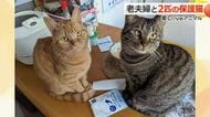 うれしいとお尻が上がっちゃう！？キジトラのニーちゃん　性格は正反対…キジトラの桃ちゃん　高齢夫婦を癒やす保護猫たち　福井