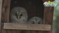 地域見守る”フクロウの巣立ち” 新しい命の誕生 春のきらめき<岩手県>