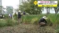 六本木で鳥取のブランド米「星空舞」を収穫 めし友「鳥取和牛」とのコンビは最高!(東京・鳥取)