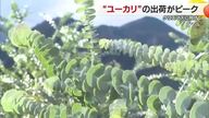 クリスマス商戦へユーカリ出荷ピーク　全国有数の生産地の松山市と東温市　リースづくりに高い需要【愛媛】