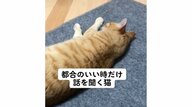 「都合のいい時だけ話を聞く猫」名前を呼んでも無視を決め込む猫が“ちゅ〜る”の言葉に即反応…いつものことか聞いた