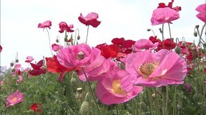 初夏を彩る1000万本のポピー見頃 5月11日から営業再開【岡山・笠岡市】