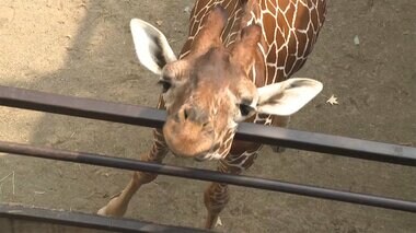 キリンの目線でエサを…コロナ禍の動物園に専用エサやり台 「子どもたちにとって大きな魅力に」【岡山発】