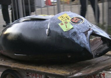 マグロの初競り「銀座おのでら」&「やま幸」タッグが一番マグロ落札!ライバル「すしざんまい」は?