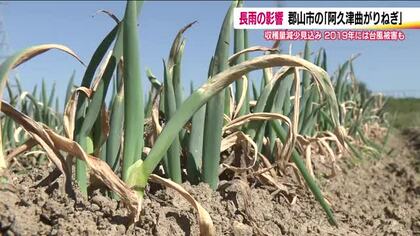 長雨の影響で郡山の伝統野菜がピンチ　阿久津曲がりねぎ　3割程度の収量減　「今後天気回復しても厳しい」