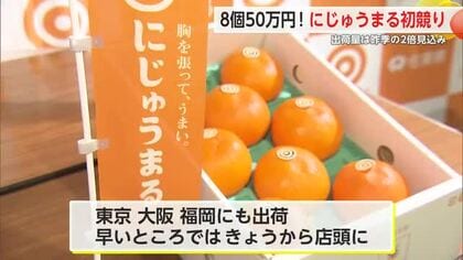 佐賀のブランドかんきつ「にじゅうまる」初競り 昨シーズンと比べ出荷増【佐賀県】