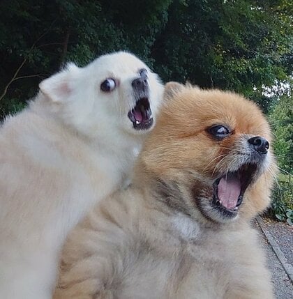 猫がいる！→いなかった… 大盛り上がりからテンション急降下で「虚無顔」に？表情豊かな犬コンビの“顔圧”が強すぎる