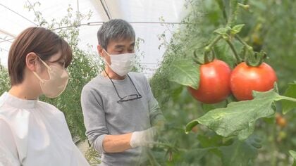 「あま～いトマト」“26歳女性社長”と“60歳の生産者”がタッグ　イチゴやスイカと同等の糖度【新潟発】